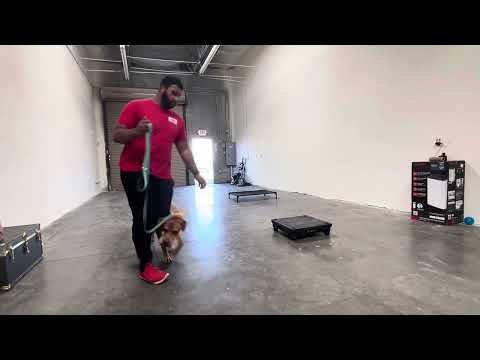 CactusK9Training video.