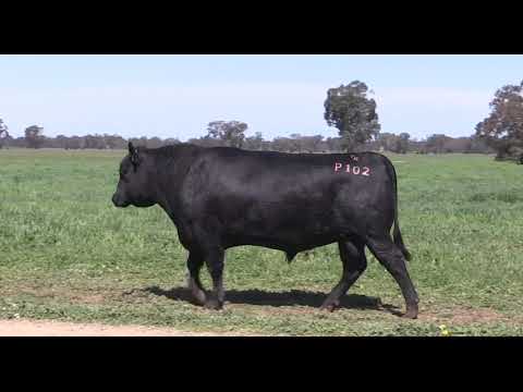 Lot 14 The Rock Emperor P102 (ATZP102)