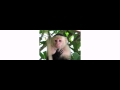Aspect Ratio Widescreen And Fullscreen