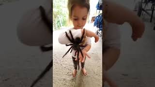 Download lagu Little girl let’s huge pet tarantula crawl on her #shorts mp3