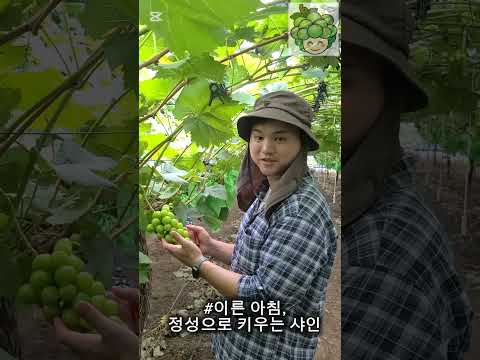 서울에서 김천으로 귀농! 봉산면 포도청년