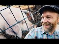 I Shocked my Pigs and this is what Happened
