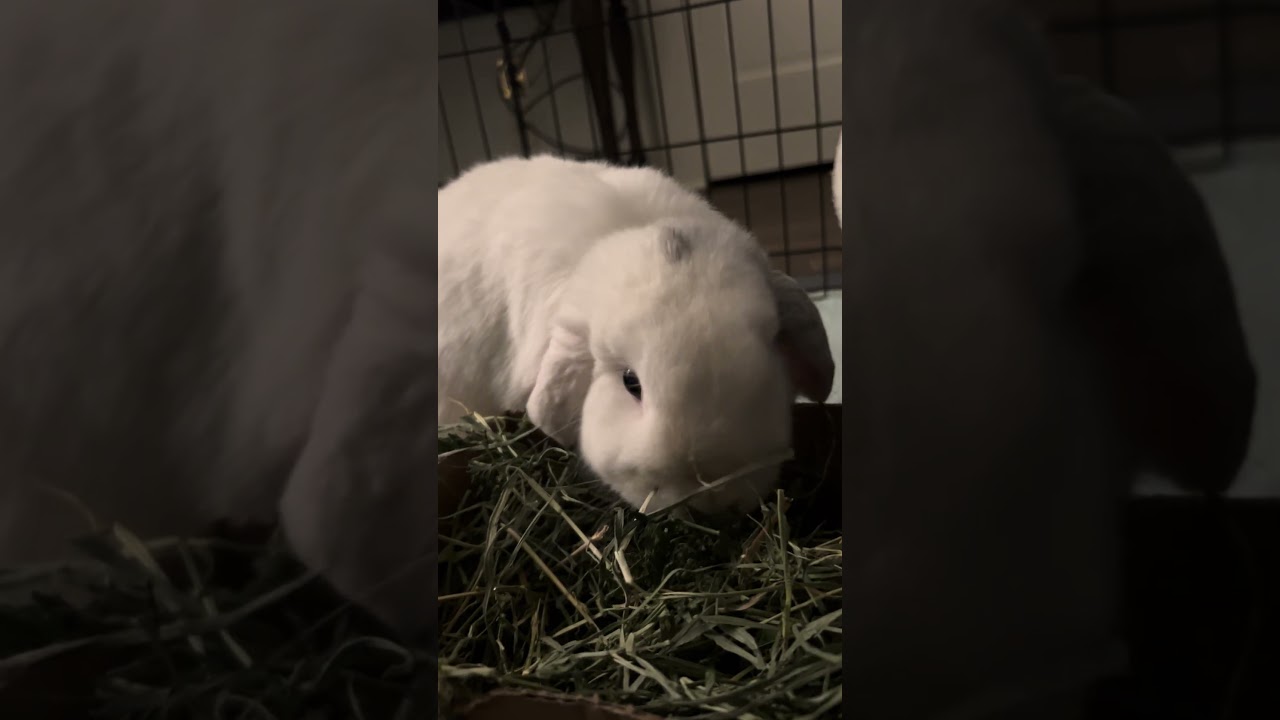 Snowball, a ADOPTABLE Lop Eared in Asheville, NC video 5/6