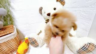 ハーフ犬の動画02