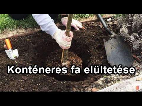 Konténeres fa elültetése