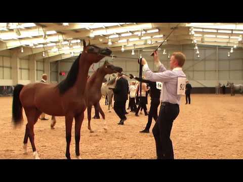 Memories of UKIAHS 2019 - UK International - Part 6 - Championship - Geldings