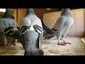 What kind of noises and sounds do pigeons make