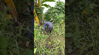 Download lagu Found a small ditch in the middle of the bushes, apparently it's a fish nest, wow🤤🐟🔥 mp3 Download lagu Found a small ditch in the middle of the bushes, apparently it's a fish nest, wow🤤🐟🔥 mp3