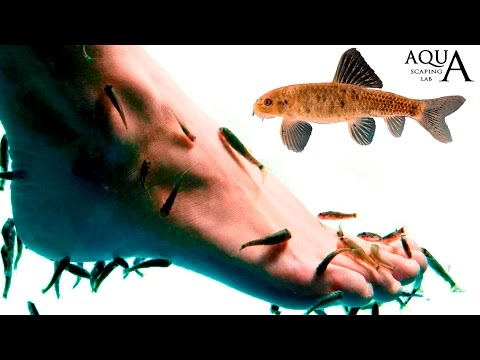 Aquascaping Lab - Garra Rufa Doctor Fish description / Cyprion Macrostomus Pedicurefish descirzione