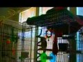 AMAZING Parrot singing Drowning Pools BODIES ...