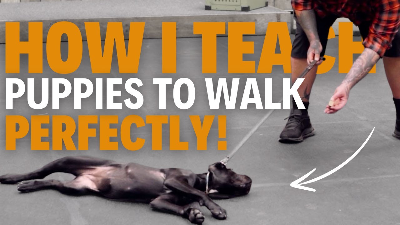 How To Train Your Puppy To WALK PERFECTLY On a Leash