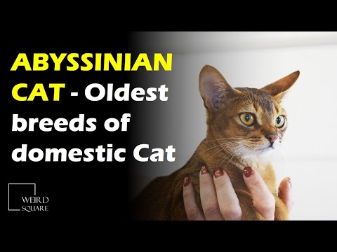The Abyssinian Cat is thought to be one of the oldest breeds of domestic Cat in the world