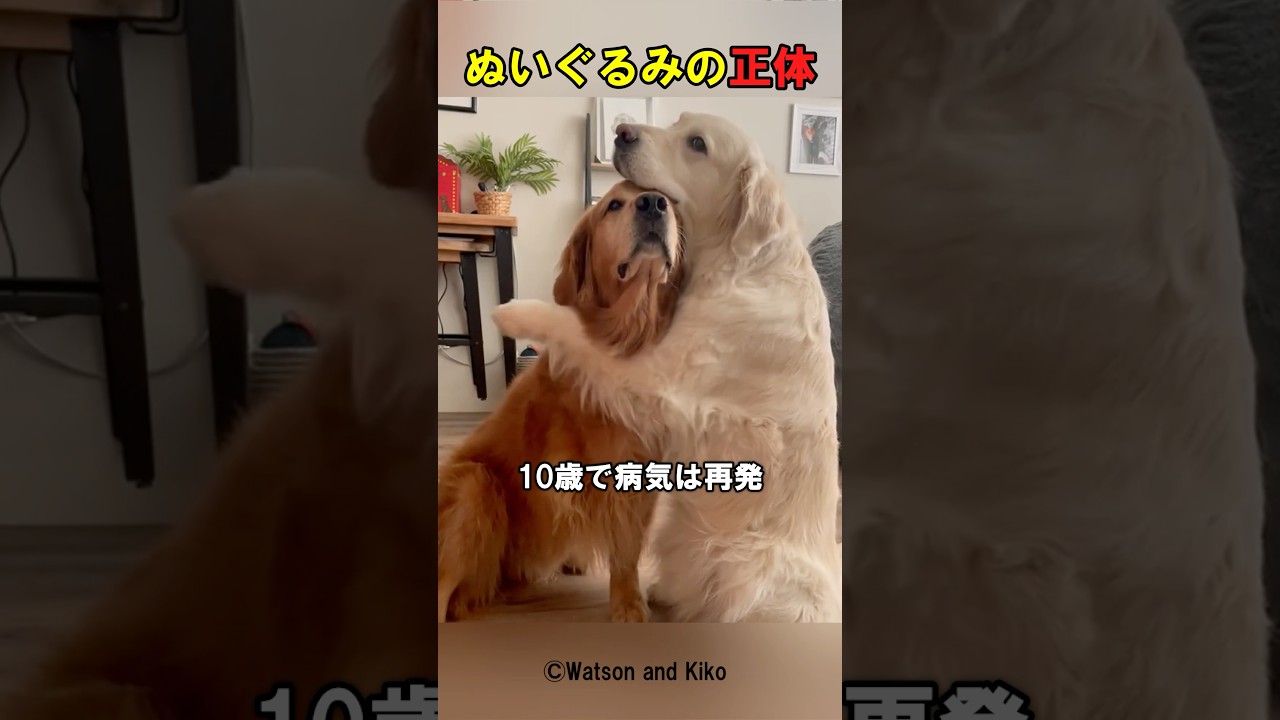 ゴールデンレトリバーの大切な友達