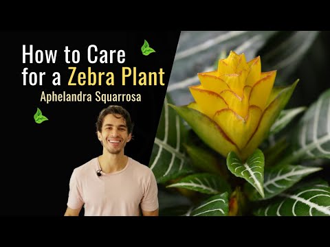 image-How do you care for aphelandra plants?