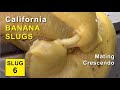 California Banana Slugs - 6 of 6 - Mating Crescendo
