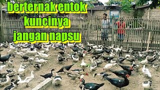 Download lagu start raising or raising Muscovy ducks, focus on the same goal mp3