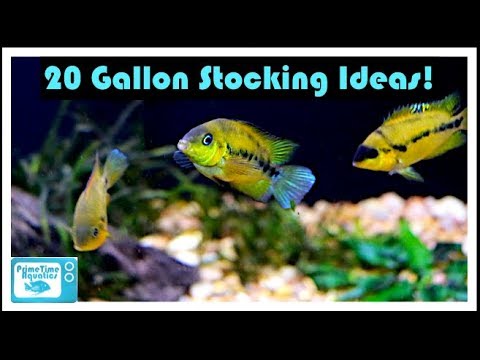 20 Gallon Fish Tank Stocking Ideas: Something Different!