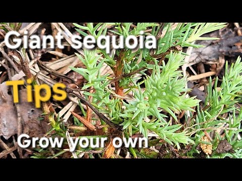How To Grow A Giant Sequoia, biggest tree in the world