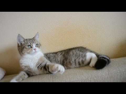 Британочка Калиопа