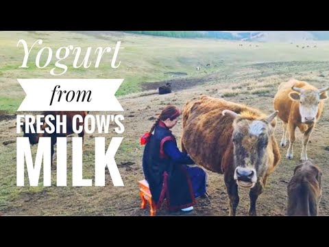 MONGOLIAN HOMEMADE YOGURT| Nomads recipe