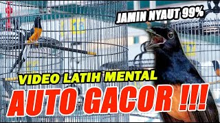 Download lagu LIVE 3 - LATIH MENTAL JAWARA!! SIMULASI SUARA LOMBA MURAI BATU mp3