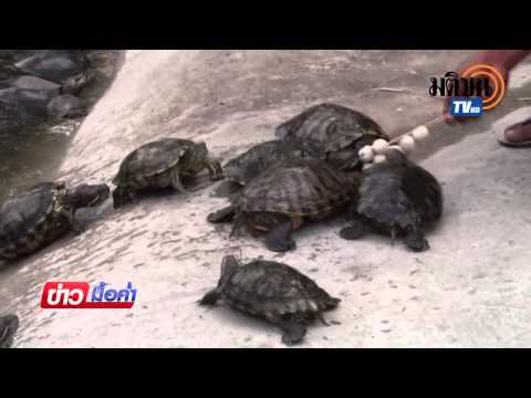 คลิกเพื่อดูคลิปวิดีโอ