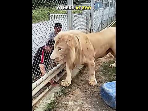 Normal animal VS Strongest animal of the zoo