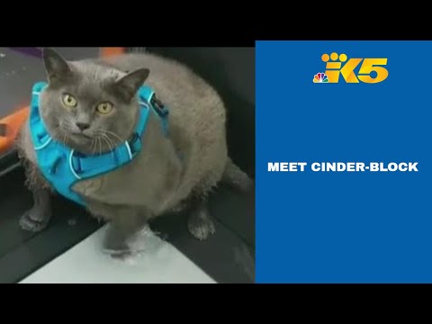 download lagu mp3 mp4 Cat Treadmill, download lagu Cat Treadmill gratis, unduh video klip Cat Treadmill