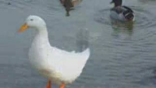 Eleanor Rigby～Eleanor's Dream--- Paul McCartney