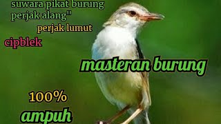 Download lagu suara pikat burung prenjak alang alang mp3, pancingan suara burung prenjak alang alang mp3
