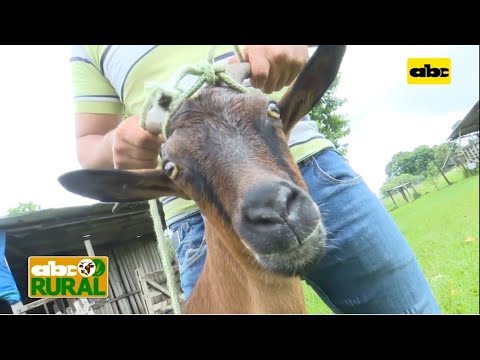 , title : 'Abc Rural: Selección de cabras para producción de leche'