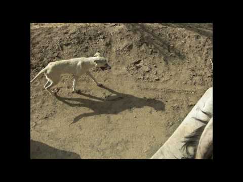 2009 Summer Trip: 13 of 16 Camel