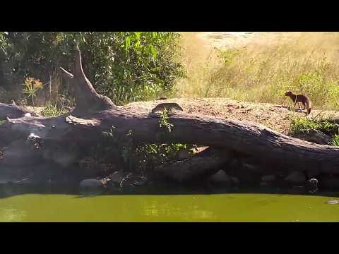 Djuma: Slender Mongoose upsets Monitor Lizard and Geese at the pan - 08:30 - 04/05/19