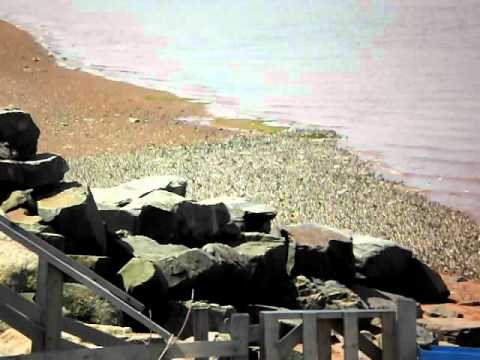 Sandpipers at Evangeline Beach NS