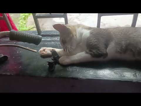 মিনি খুব দুষ্টু হয়ে গেছে।তবে আমি খুবই ভালোবাসি। ভিডিওটা ভালো লাগলে অবশ্যই করে সাবস্ক্রাইব করে দেবেন