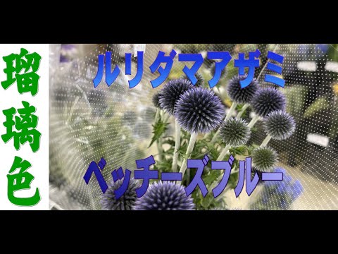 美しい青い花をより効果的に活用するには、セアノサスをいつ、どのように植えればよいでしょうか?  庭園
