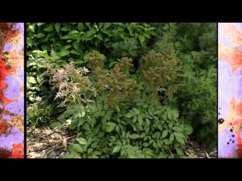 Perennial Plant of the Year