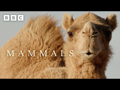 Male camel's WEIRD dating technique is a fail 🐪 | Mammals - BBC