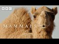 Male Camel S WEIRD Dating Technique Is A Fail Mammals BBC