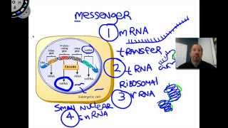 Transcription