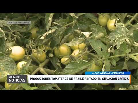 Productores tomateros de Fraile Pintado en situación crítica