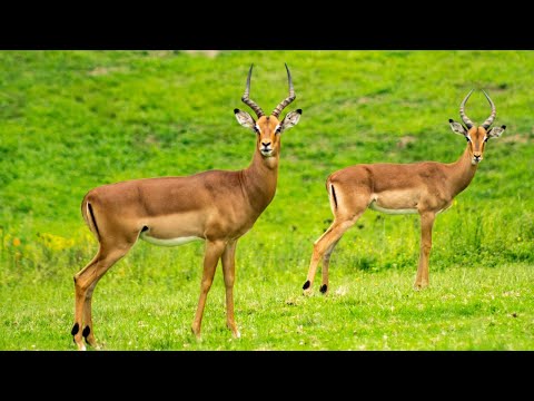 Antelope 4K - Antelope Eating Grass - Beautiful Antelopes