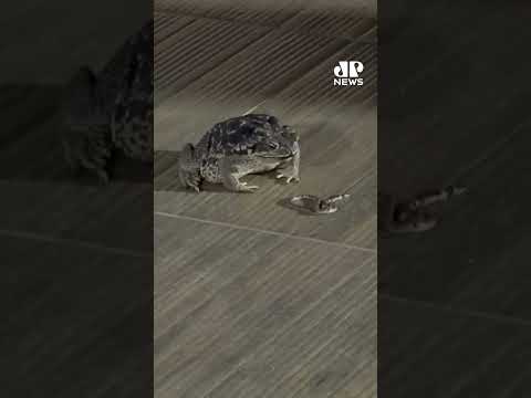 Vídeo mostra sapo engolindo cobra em Itanhomi (MG) #shorts