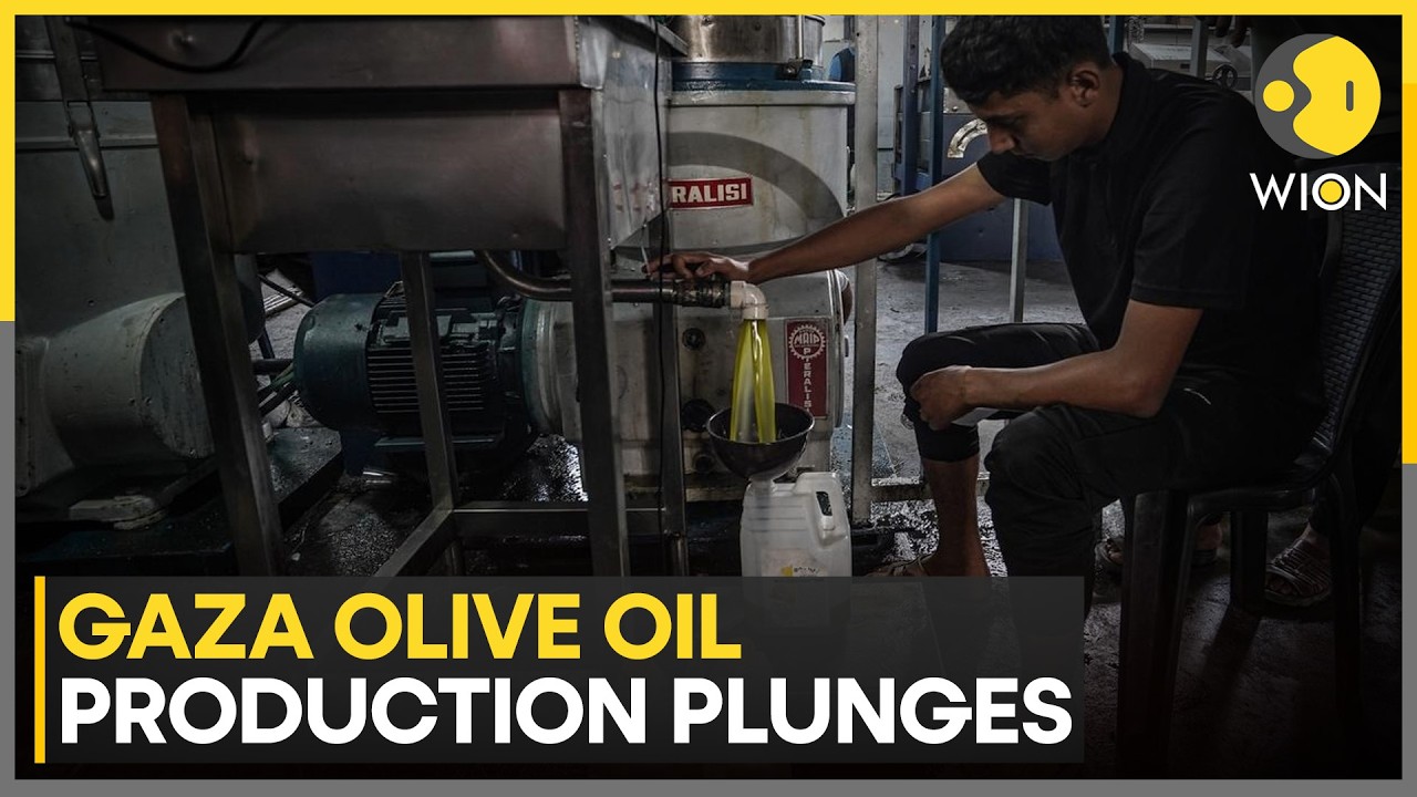 Israel-Gaza War: Gaza's Olive Oil Production Plunges  | WION World News