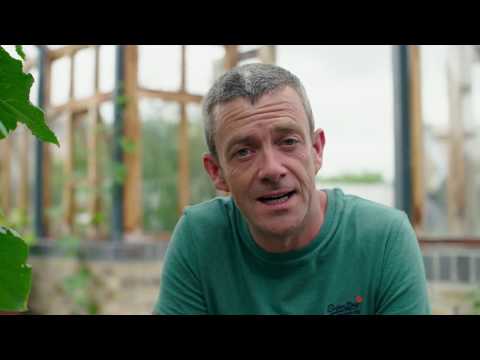 Cucumber Growing Guide - GROW COOK EAT