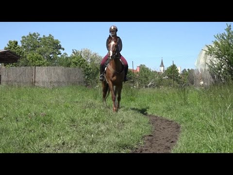 Vajdasági Futam – Adorján