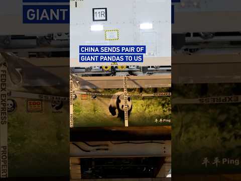 China sends pair of Giant Pandas to US