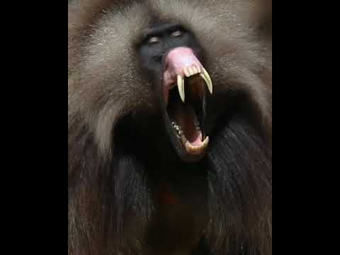 canavar maymun ‐ monkey  #maymun #canavarmaymun #canavar #monkey #danger #live #monkey #animal #fly