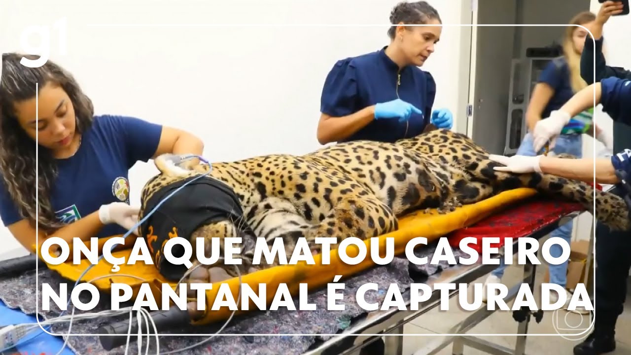 Onça que matou caseiro no Pantanal é capturada