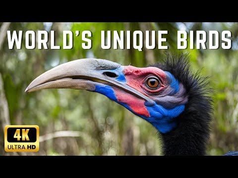 11 Most Unique Birds in the World. Strong Birds, strong enough to kill a human #birds #birdslover